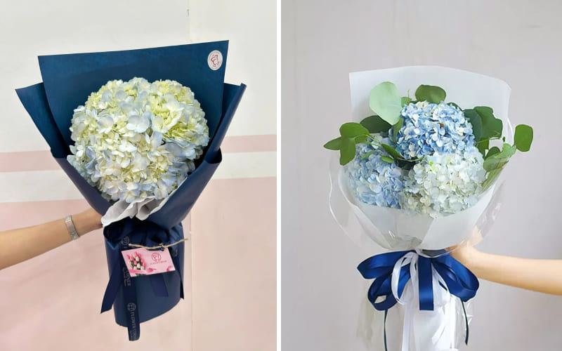 Hoa cẩm tú cầu Hoa cẩm tú cầu