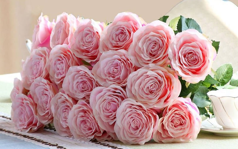 Hoa hồng màu hồng Hoa hồng màu hồng