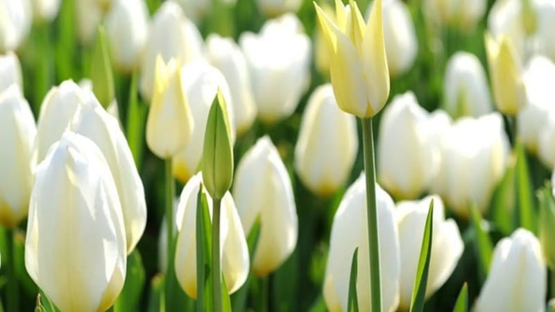 Hoa tulip trắng Hoa tulip trắng
