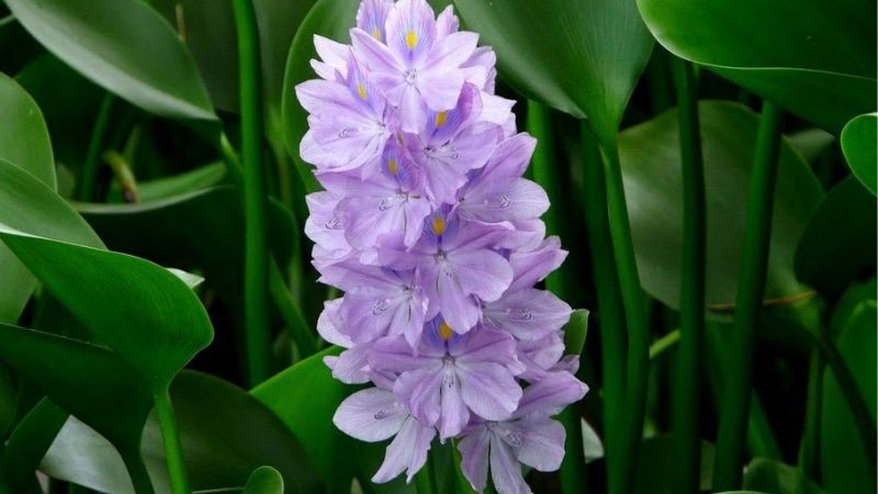 Hoa nho lục bình Hoa nho lục bình