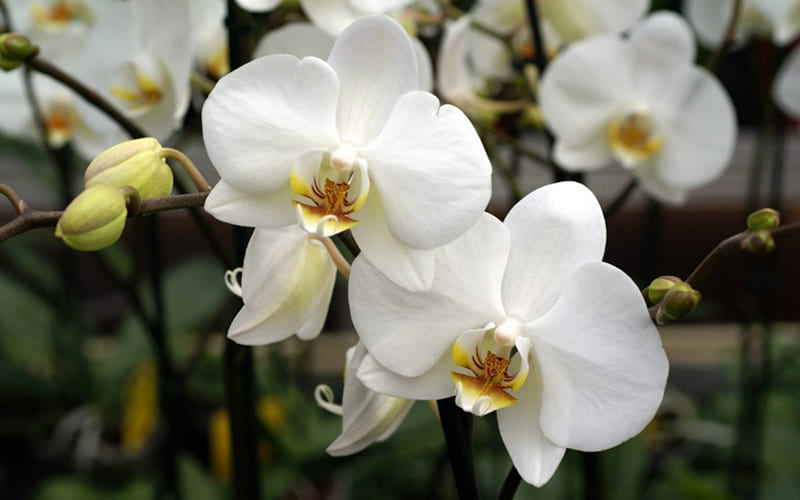 Hoa lan trắng Hoa lan trắng