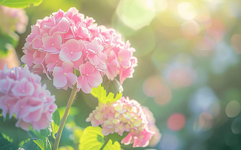 Hoa cẩm tú cầu Hoa cẩm tú cầu