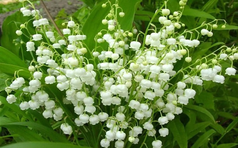 Hoa linh lan Hoa linh lan