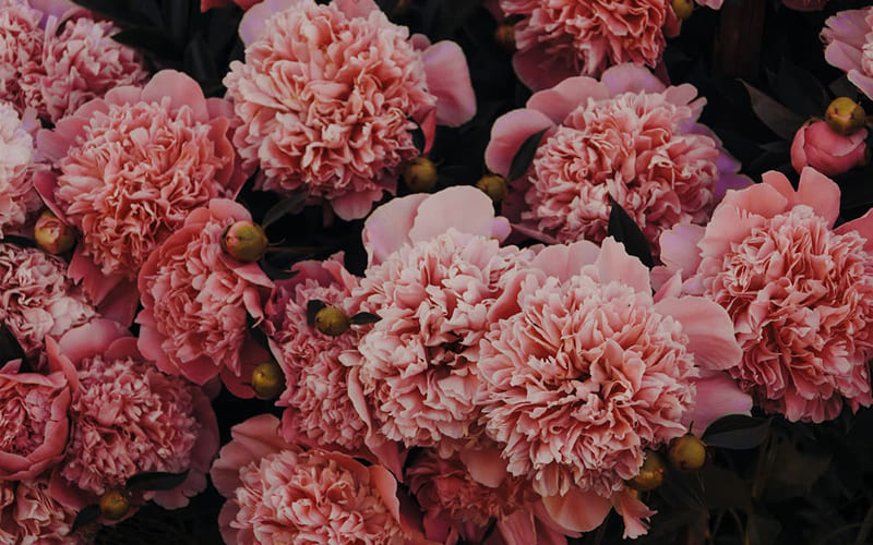 Hoa cẩm chướng màu hồng Hoa cẩm chướng màu hồng