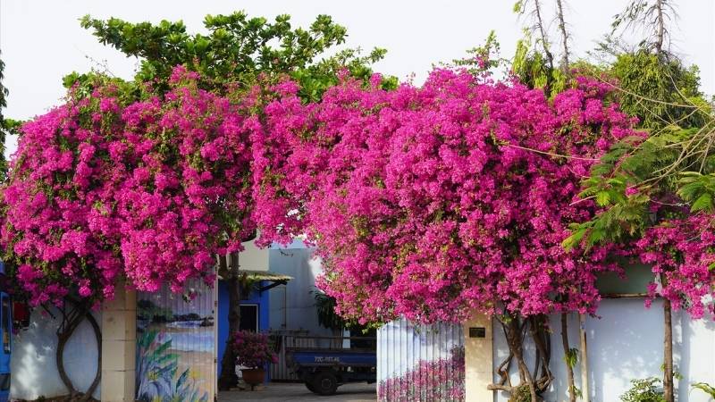 Hoa giấy có thể nở quanh năm