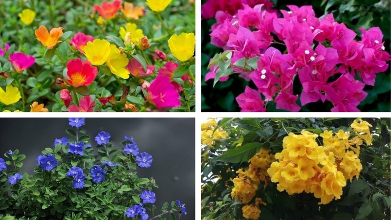 Hoa mùa hè dễ trồng