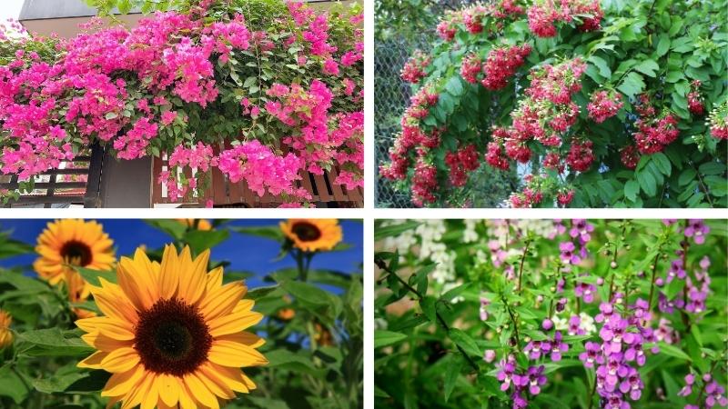 Các loài hoa mùa hè trồng sân vườn lớn