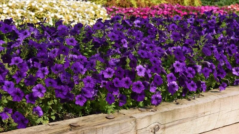 Hoa dạ yến thảo