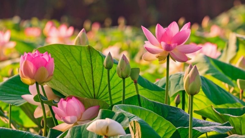 Hoa nở mùa hè có nhu cầu ánh sáng cao