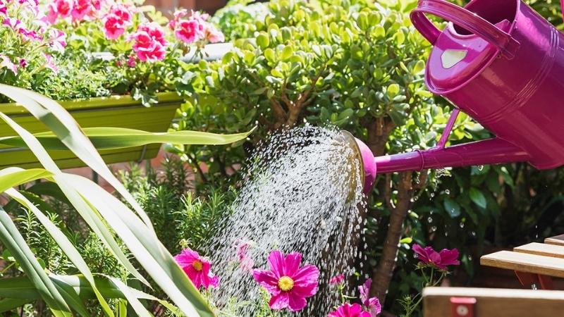 Bạn nên tưới nước vào sáng sớm hoặc chiều mát