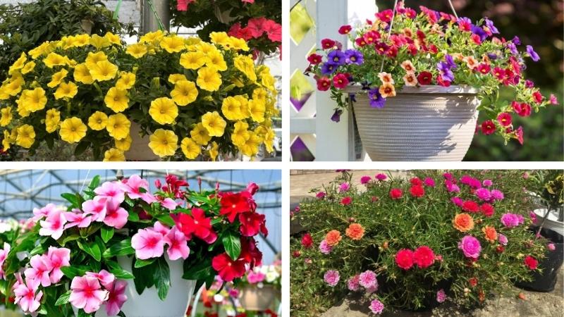 Các loài hoa mùa hè trồng ở ban công