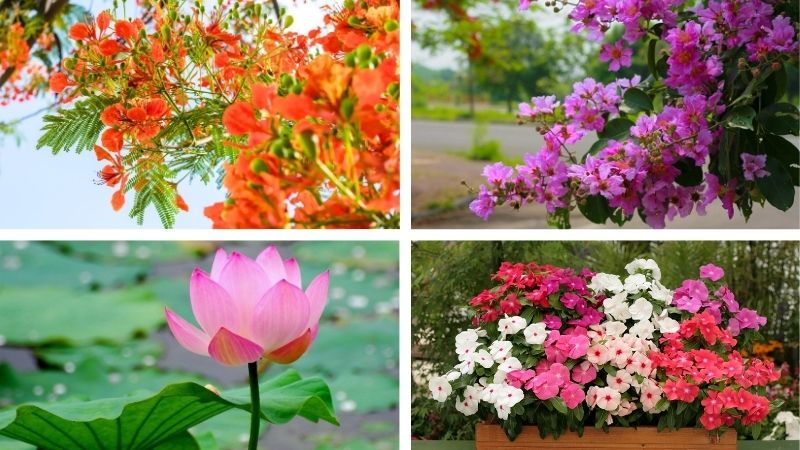 Những loài hoa nở giữa mùa hè