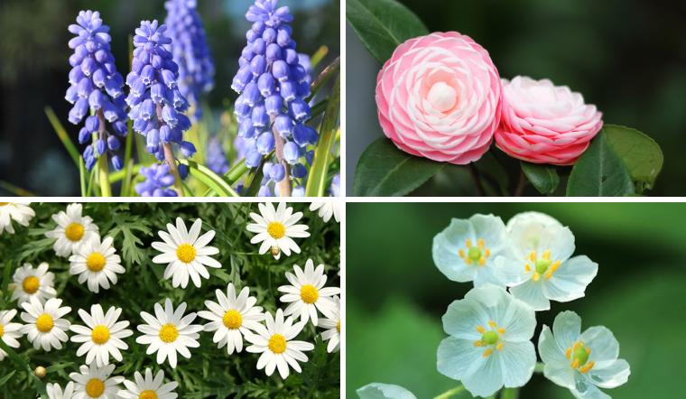 Top 10 loài hoa nở vào mùa đông đẹp, lạ, dễ chăm sóc
