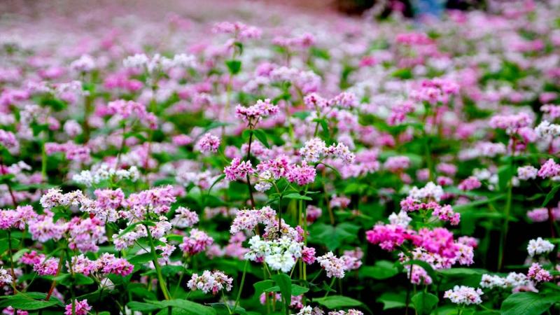 Hoa Tam Giác Mạch