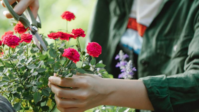 Hoa mùa đông dễ trồng