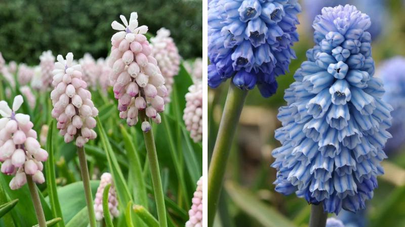 Hoa Thủy tiên nho