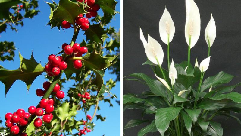 Hoa biểu tượng mùa Giáng Sinh