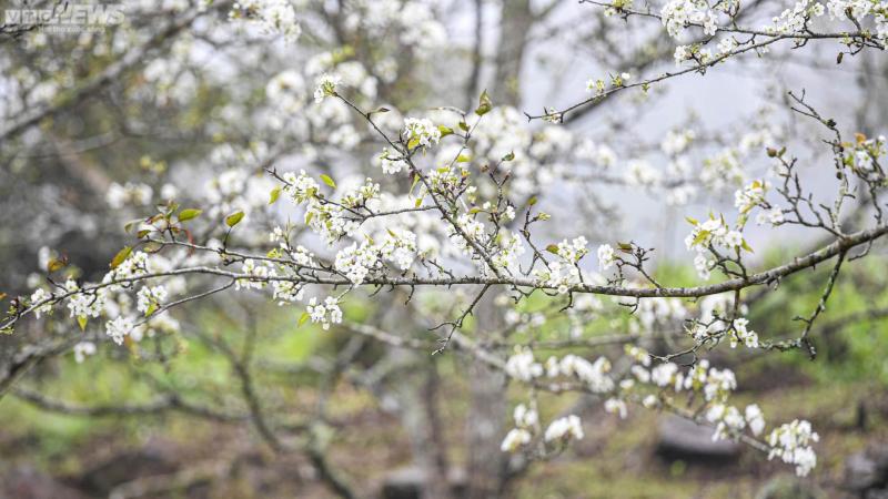 Đặc điểm của hoa nở vào mùa đông