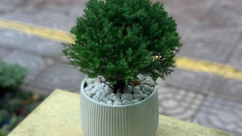 Chậu cây tùng bồng lai mini để bàn Chậu cây tùng bồng lai mini để bàn