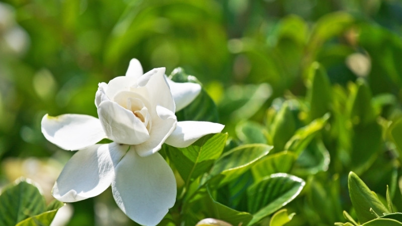 Hoa Dành Dành được dùng để thanh nhiệt, giải độc