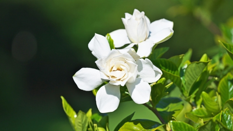 Chăm sóc hoa Dành Dành bằng cách tưới nước vừa đủ, bón phân định kỳ