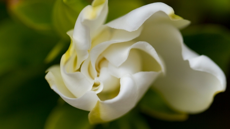 Hình ảnh về hoa Dành Dành 2