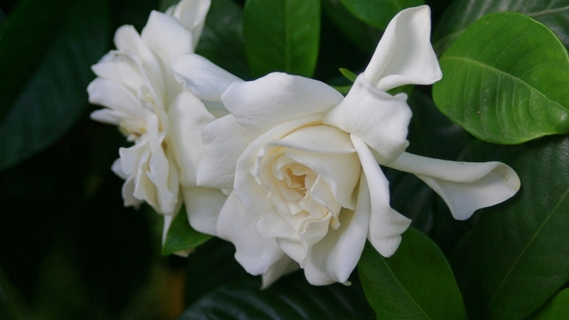 Hình ảnh về hoa Dành Dành 6