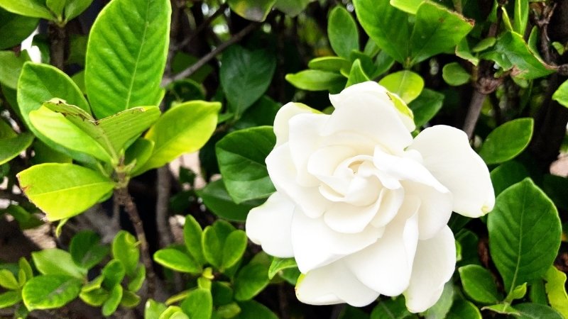 Hình ảnh về hoa Dành Dành 3