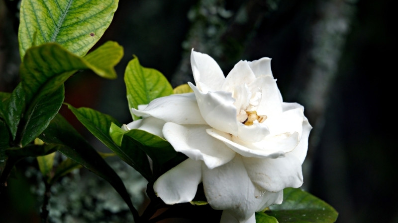 Hình ảnh về hoa Dành Dành 5