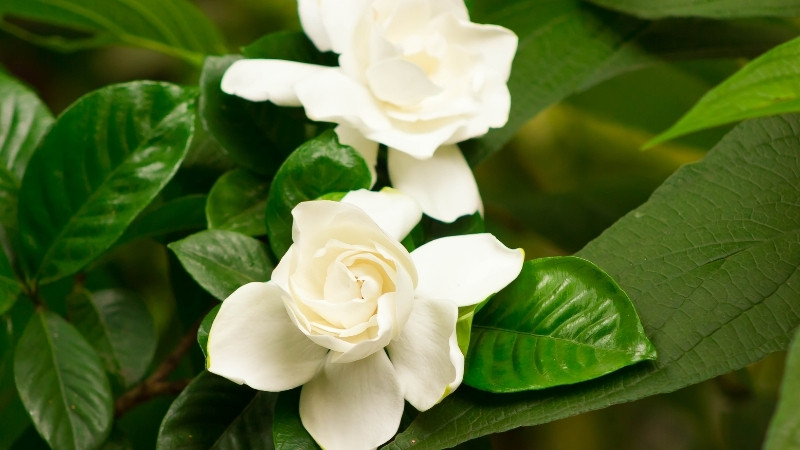 Hương thơm hoa Dành Dành dịu nhẹ, thanh khiết và dễ chịu