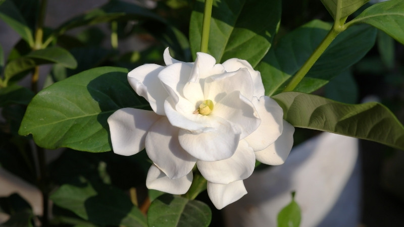 Cần tránh ngập úng, giữ nhiệt độ ổn định