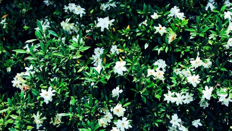 Hoa dành dành làm cây cảnh trang trí