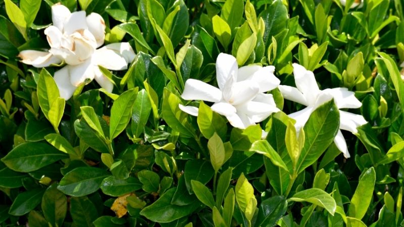 Hoa Dành Dành có thể trồng tại nhà bằng hạt hoặc giâm cành, trong đất tơi xốp