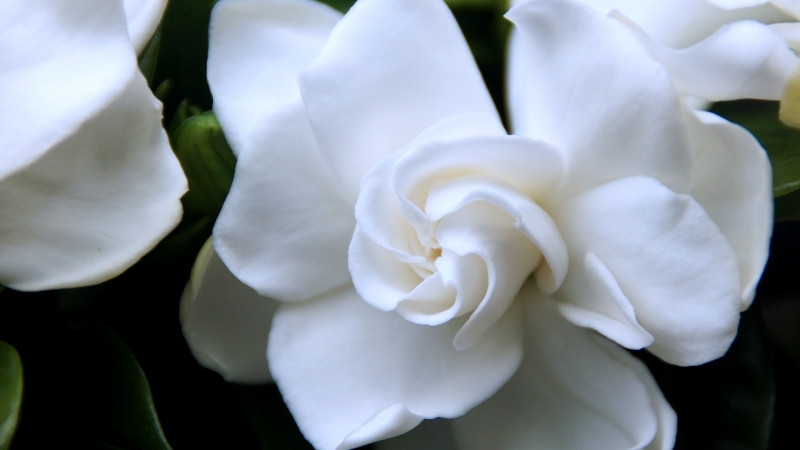 Hình ảnh về hoa Dành Dành 7