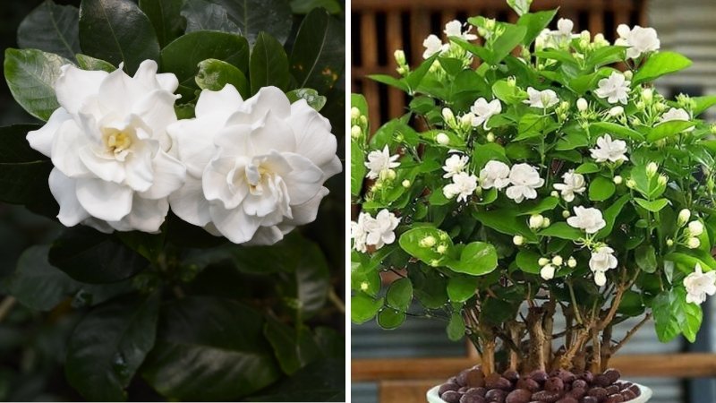 Phân biệt hoa Dành Dành và hoa Nhài