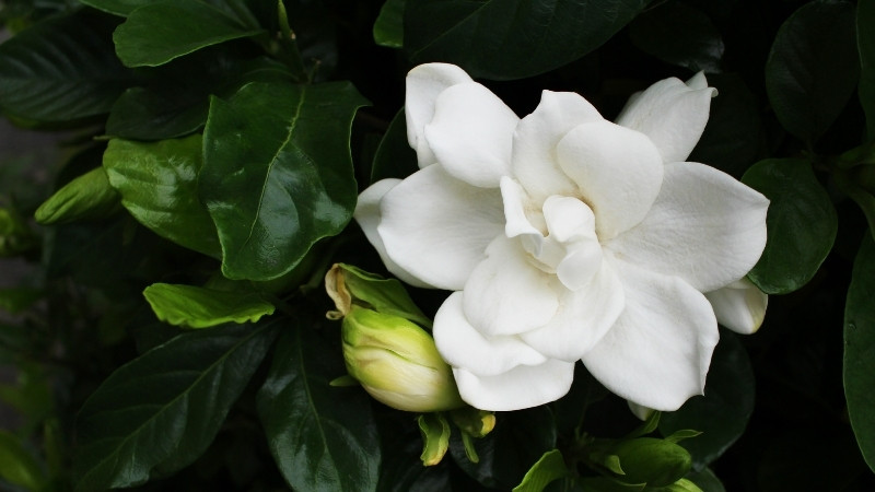 Hoa Dành Dành còn có tên gọi khác là hoa Bạch Thiên Hương