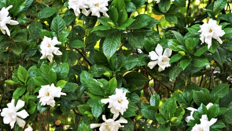 Hình ảnh về hoa Dành Dành 1