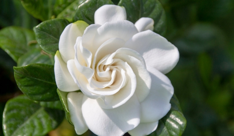 Hoa Dành Dành (Bạch Thiên Hương) là hoa gì? Ý nghĩa và cách trồng