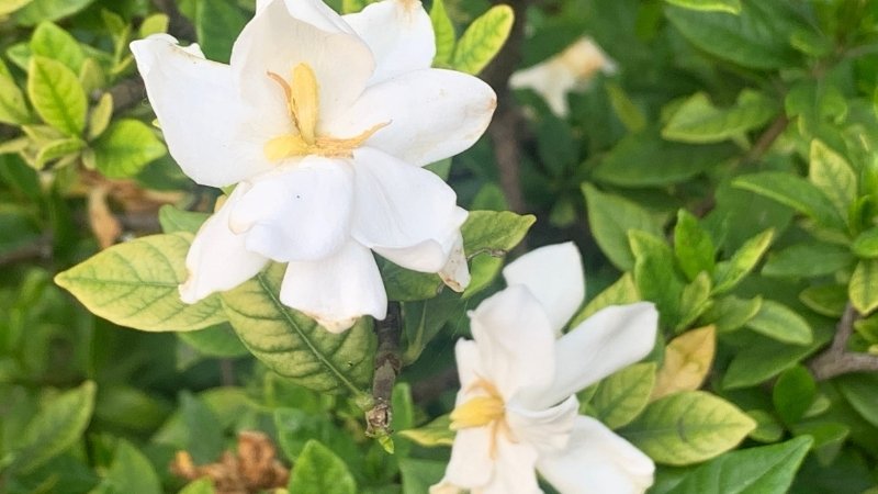 Hình ảnh về hoa Dành Dành 4