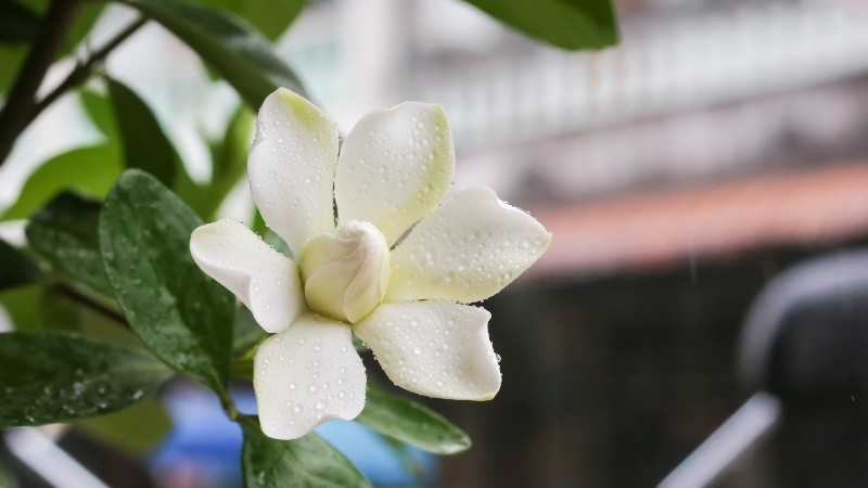 Hình ảnh về hoa Dành Dành 9