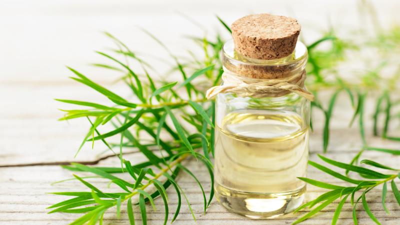 Sử dụng tinh dầu Tràm trà