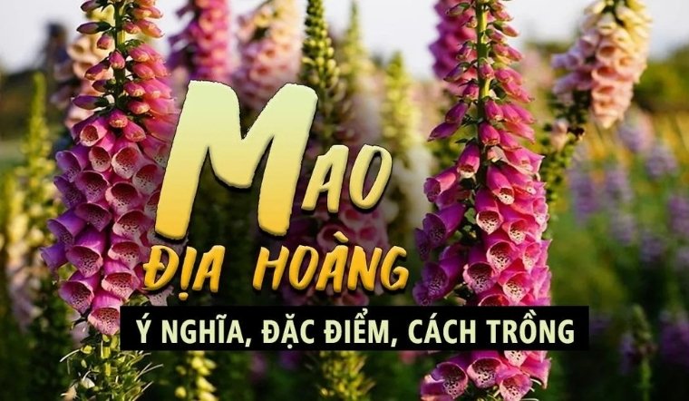 Giải mã hoa Mao Địa Hoàng - Loài hoa đẹp 'chết người' mang hai mặt Thiện - Ác