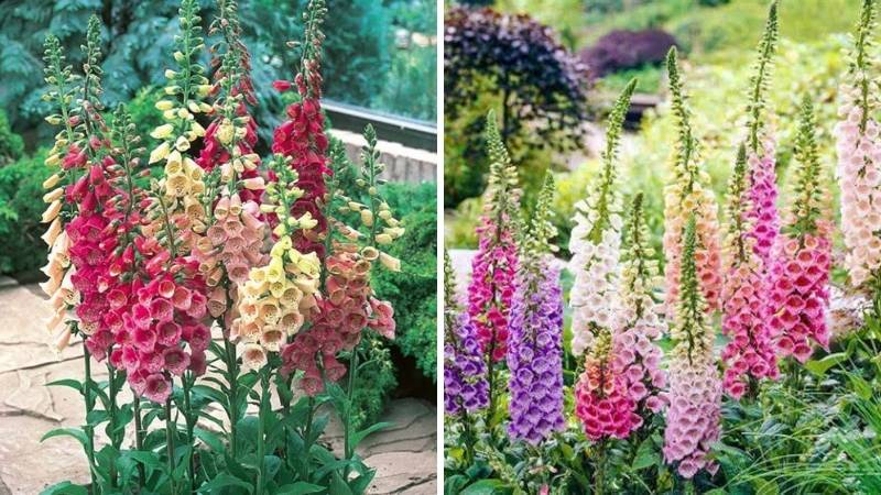 Cách trồng và chăm sóc hoa Mao Địa Hoàng Cách trồng và chăm sóc hoa Mao Địa Hoàng