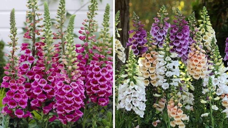 Ý nghĩa biểu tượng của hoa Mao Địa Hoàng: Sự giả dối và lời cảnh báo Ý nghĩa biểu tượng của hoa Mao Địa Hoàng: Sự giả dối và lời cảnh báo