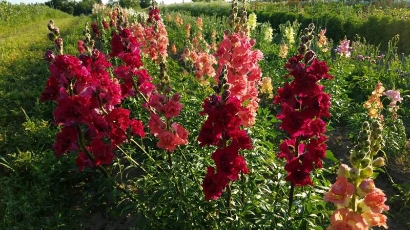 Có nên trồng hoa Mao Địa Hoàng trong vườn nhà không? Có nên trồng hoa Mao Địa Hoàng trong vườn nhà không?