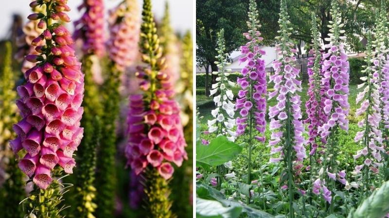 Có nên trồng hoa Mao Địa Hoàng trong vườn nhà không? Có nên trồng hoa Mao Địa Hoàng trong vườn nhà không?