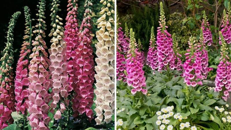 Hoa Mao Địa Hoàng là gì? Nguồn gốc và đặc điểm Hoa Mao Địa Hoàng là gì? Nguồn gốc và đặc điểm