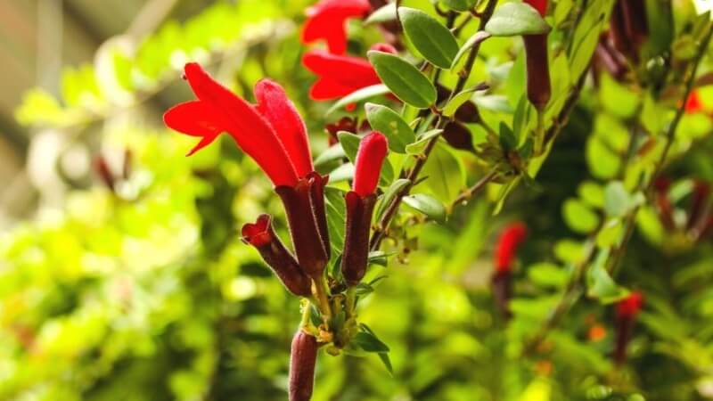 Hoa son môi nở rộ, từng cánh cong mềm đầy sức sống