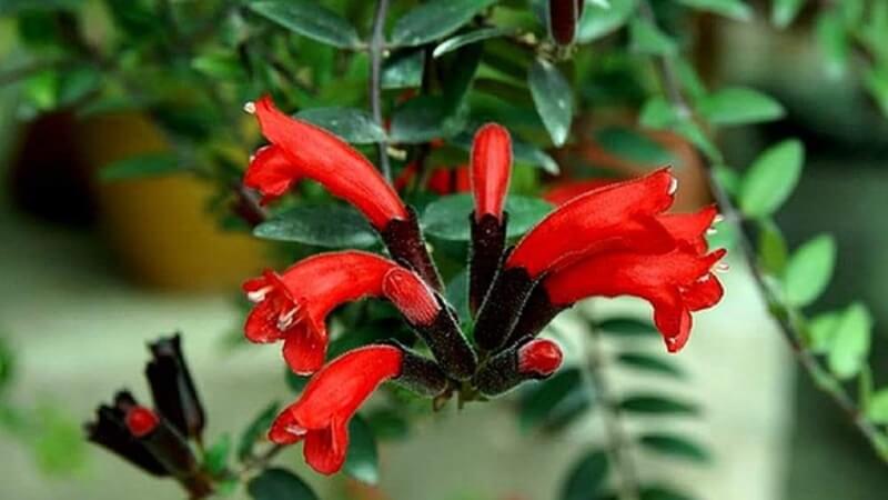 Cách chăm sóc hoa son môi