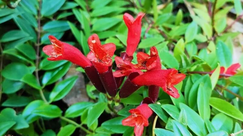 Chậu hoa son môi khoe sắc trên ban công nhỏ